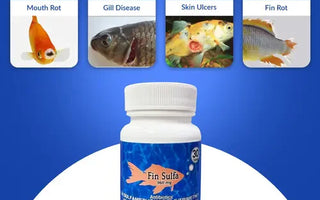 Fish Infection Treatment at Home: When to Use Antibiotics and What's Safe