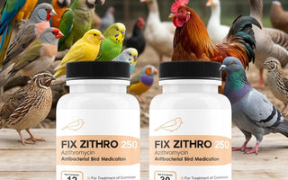 Understanding Azithromycin in Avian Health Management
