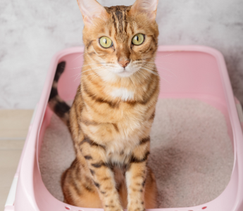 Clumping vs. Non-Clumping Cat Litter