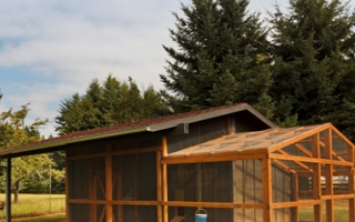 Everything You Need To Know About Starting A Chicken Coop!