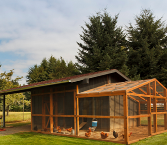 Everything You Need To Know About Starting A Chicken Coop!