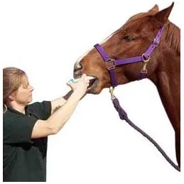 Ivermectin for Horses: Dosing, Safety, and What It Treats