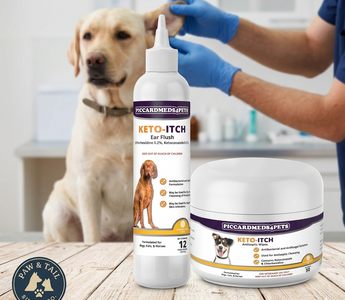 How to Clean Your Dog’s Ears (And Stop Itch & Odor Fast)