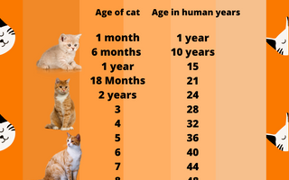 How Old Is Your Cat In Human Years? - Piccard Pet Supplies