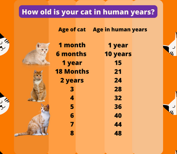 How Old Is Your Cat In Human Years? - Piccard Pet Supplies