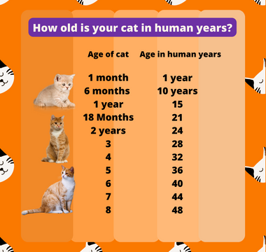 How Old Is Your Cat In Human Years? - Piccard Pet Supplies