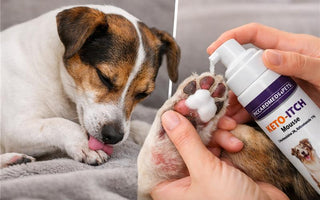 Why Dogs Lick & Chew Their Paws (And How to Stop It Fast)