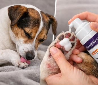 Why Dogs Lick & Chew Their Paws (And How to Stop It Fast)