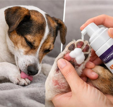 Why Dogs Lick & Chew Their Paws (And How to Stop It Fast)