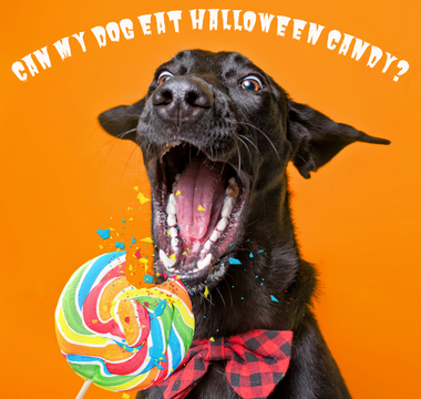 Can My Dog Eat My Halloween Candy?