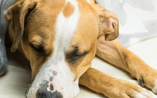 Dogs and Vomiting - Piccard Pet Supplies