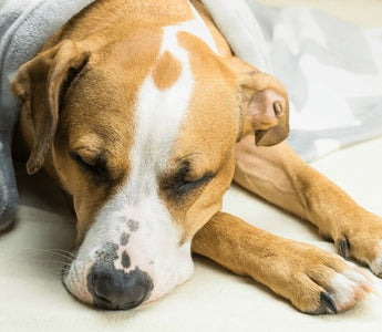 Dogs and Vomiting - Piccard Pet Supplies