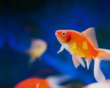 Fish Mox (Amoxicillin for Fish): What It Is, Uses, and Safe Alternatives
