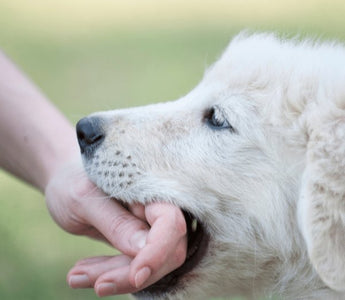 Puppy Bitting - Piccard Pet Supplies