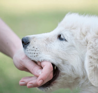Puppy Bitting - Piccard Pet Supplies