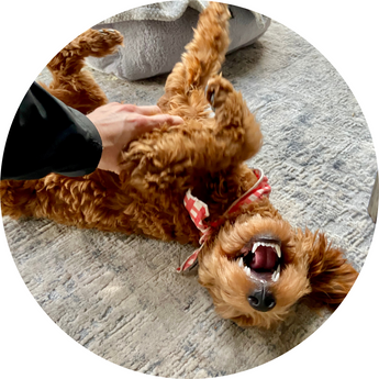 Gut Health & Probiotics for Dogs & Cat