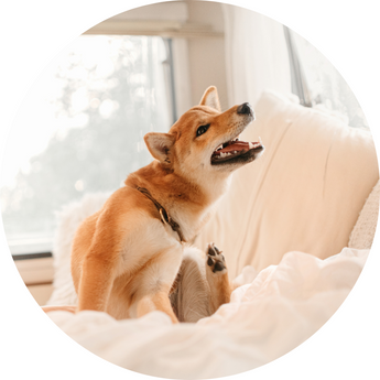 Allergy & Itch Relief