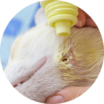 Cat first aid | Piccardmeds4pets.com