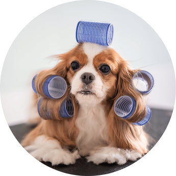 Dog Grooming | Piccardmeds4pets.com
