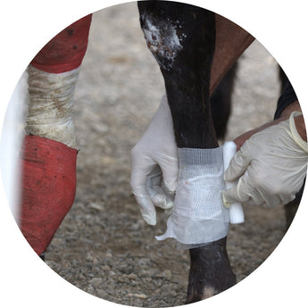 Horse First Aid | Piccardmeds4pets.com