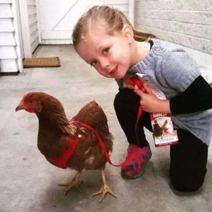 Original Valhoma Rooster Harness Breathable Mesh with 6-Feet Leash Combo