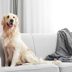 Enforcer Flea Tick Killer Spray 1 Gallon Home Carpets Kills Eggs Larvae Adults