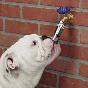 Lixit Faucet Waterer Automatic Dog Water Dispenser Fits Hose & Faucet