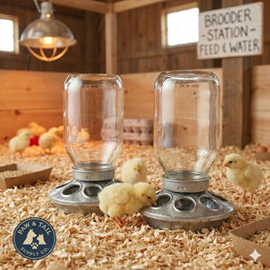 Little Giant Mason Jar Baby Chick Feeder 1 Quart Poultry Galvanized Steel Base 2PCK
