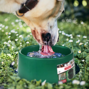 Farm Innovators 1.5Gal Heated Pet Bowl Green 60W Anti-Chew Cord Dogs Cats Winter