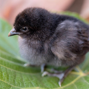 Black American Bresse Chicks - Buy 10 + 5 Bonus Free (Unsexed, Shipping Included)