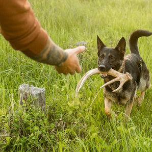 Shed Hunting 101: Train Your Dog to Find Antlers