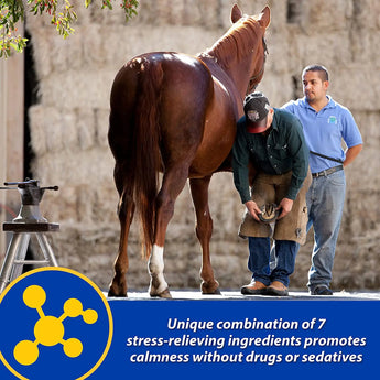 Farnam Quietex II Calming Supplement Paste for Horses 32.5mL Farnam