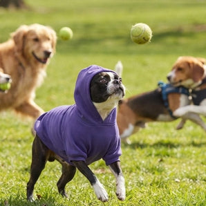 Zack & Zoey Basic Hoodie for Dogs Ultra Violet Cotton Blend Large 20" 2-Pack