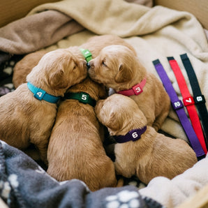 Total Pet Health Puppy ID Collars Numbered Color-Coded Regular 8-Collar Set