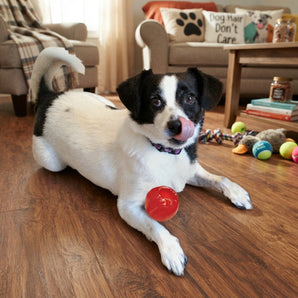 SPOT Play Strong Rubber Ball Large Interactive Treat Dog Chew Toy
