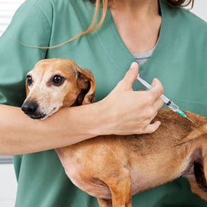Puppy Vaccine Package 13-16 Weeks $55