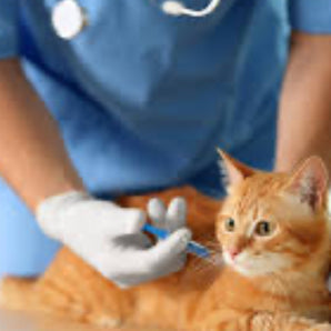 Kitten Vaccine Package 7-10 Weeks $45