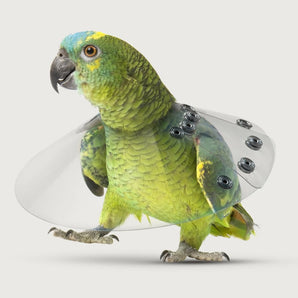 KVP Elizabethan Bird Saf-T Avian Cone Neck E-Collar 2.0"-2.75" 6" Diameter SS406XS