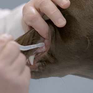 Oral Bordatella Kennel Cough Vaccine  $25