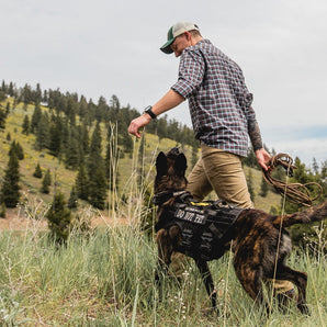 Advanced Off Leash Obedience