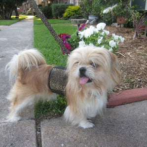 Doggy Holster Small Dog Harness (Made in USA)