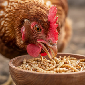 Mealworms To Go Dried Mealworms Natural Protein Chickens Wild Birds 11lbs. Bag