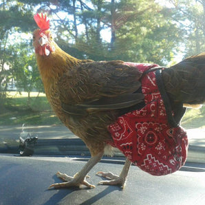 Hen Holster Bird Diaper/Harness (chicken diaper, duck diaper, pigeon diaper with Removable Vinyl Liner)