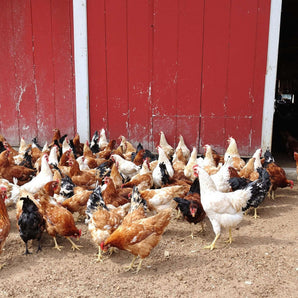 DuraStat Poultry Water Supplement 4g Oregano Essential Oils Antibiotic-Free