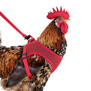 Original Valhoma Rooster Harness Breathable Mesh with 6-Feet Leash Combo