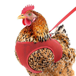 Original Valhoma Chicken Hen Harness Breathable Mesh with Leash Combo