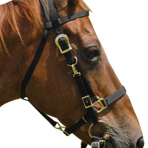 Jeffers Nylon Combination Horse Halter Bridle with Reins