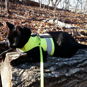 Kitty Holster Cat Harness (Made in USA Reflective Safety Harness)