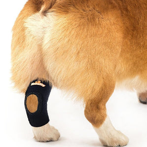 NeoAlly Dog Rear Leg Hock Brace with Safety Reflective Straps for Small Dogs [Short Version]