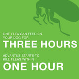 Advantus Flea Soft Chews for Large Dogs 23-110 lbs. 30 Count Bayer